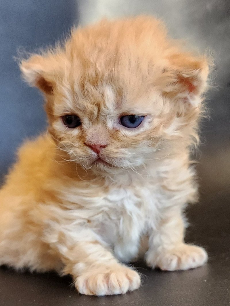Uggy - Marcello Of Ochatmouton Mâle Selkirk Rex Longhair