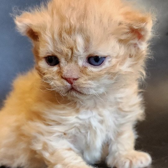 Uggy - Marcello Of Ochatmouton Mâle Selkirk Rex Longhair