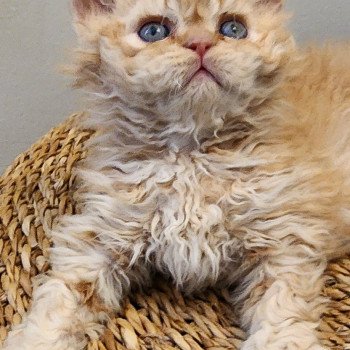 chaton Selkirk Rex Longhair red golden shaded UGGY Chatterie Ochatmouton chaton Selkirk Rex Longhair red golden shaded UGGY Chatterie Ochatmouton
