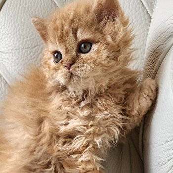 chaton Selkirk Rex Longhair red golden shaded UGGY Chatterie Ochatmouton chaton Selkirk Rex Longhair red golden shaded UGGY Chatterie Ochatmouton