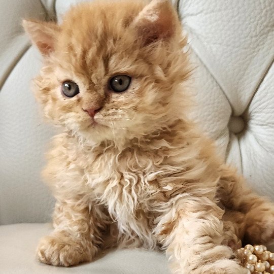 chaton Selkirk Rex Longhair red golden shaded UGGY Chatterie Ochatmouton
