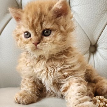 chaton Selkirk Rex Longhair red golden shaded UGGY Chatterie Ochatmouton chaton Selkirk Rex Longhair red golden shaded UGGY Chatterie Ochatmouton