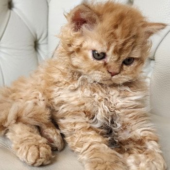 chaton Selkirk Rex Longhair red golden shaded UGGY Chatterie Ochatmouton chaton Selkirk Rex Longhair red golden shaded UGGY Chatterie Ochatmouton