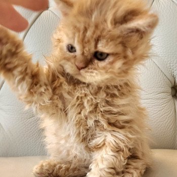 chaton Selkirk Rex Longhair red golden shaded UGGY Chatterie Ochatmouton chaton Selkirk Rex Longhair red golden shaded UGGY Chatterie Ochatmouton