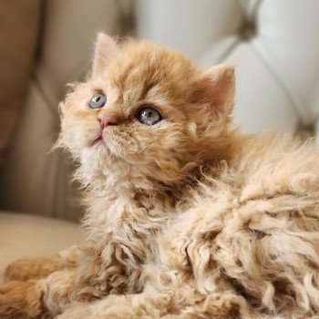 chaton Selkirk Rex Longhair red golden shaded UGGY Chatterie Ochatmouton chaton Selkirk Rex Longhair red golden shaded UGGY Chatterie Ochatmouton