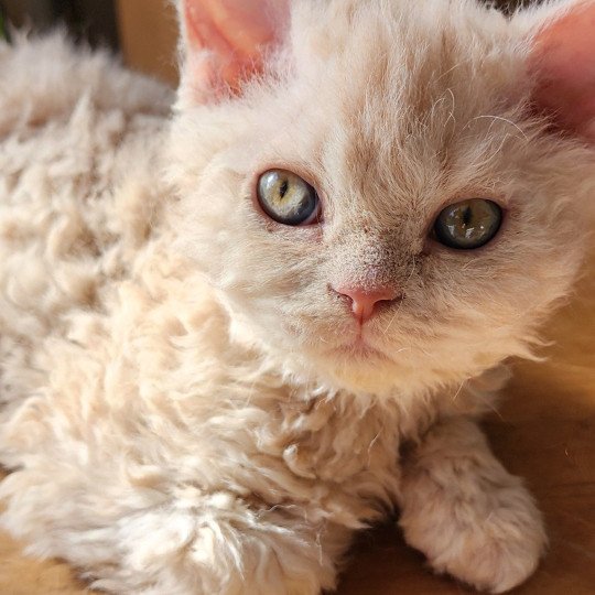 chaton Selkirk Rex Longhair cream Uliott Chatterie Ochatmouton