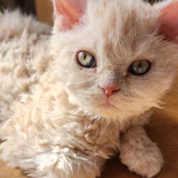 chaton Selkirk Rex Longhair cream Uliott Chatterie Ochatmouton chaton Selkirk Rex Longhair cream Uliott Chatterie Ochatmouton