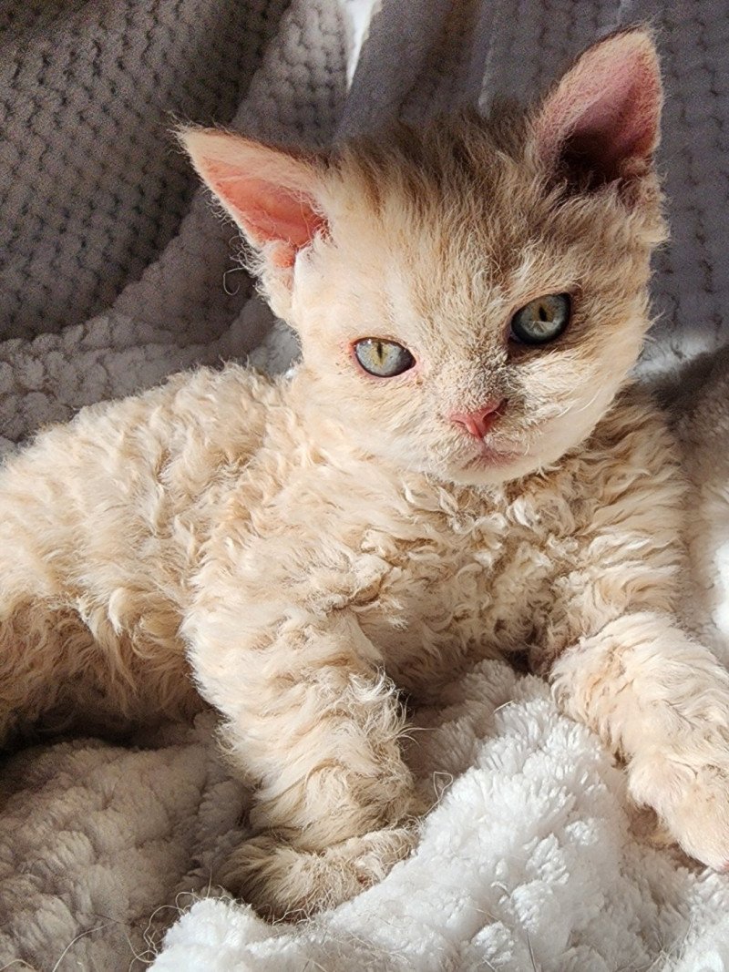 Uliott Of Ochatmouton Mâle Selkirk Rex Longhair