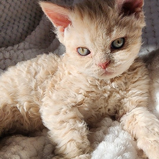 chaton Selkirk Rex Longhair cream Uliott Chatterie Ochatmouton