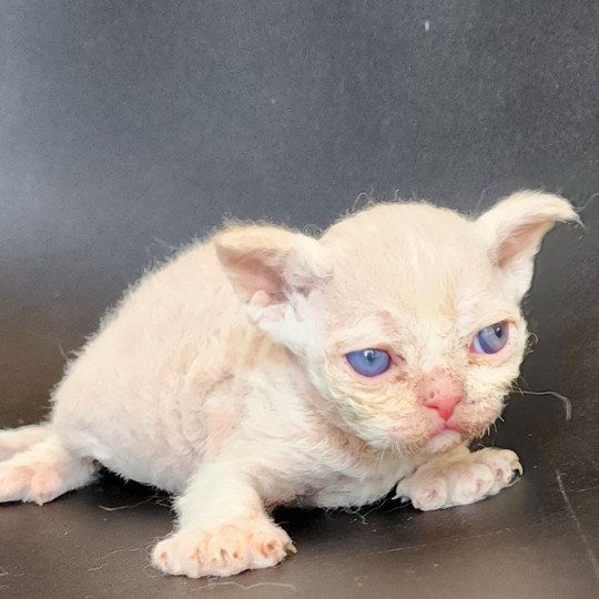 chaton Selkirk Rex Longhair Chatterie Ochatmouton