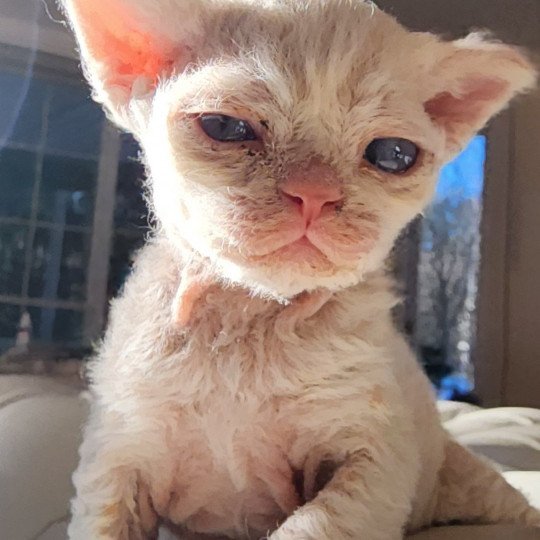 chaton Selkirk Rex Longhair Chatterie Ochatmouton