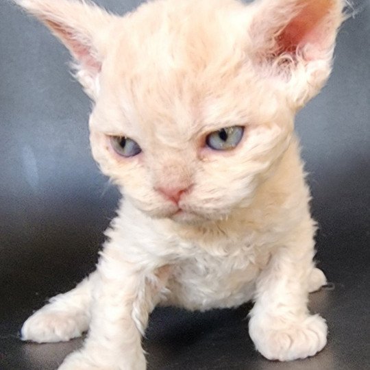 chaton Selkirk Rex Longhair cream Uliott Chatterie Ochatmouton