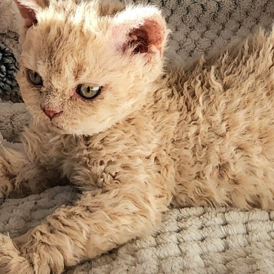 chaton Selkirk Rex Longhair cream Uliott Chatterie Ochatmouton