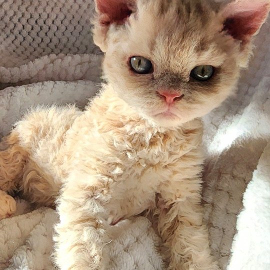 chaton Selkirk Rex Longhair cream Uliott Chatterie Ochatmouton