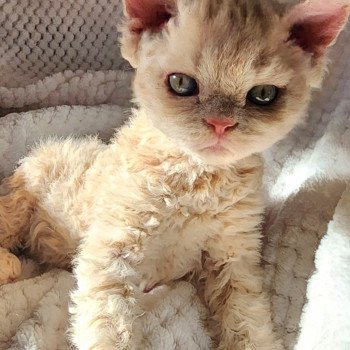 chaton Selkirk Rex Longhair cream Uliott Chatterie Ochatmouton chaton Selkirk Rex Longhair cream Uliott Chatterie Ochatmouton