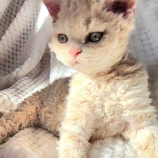 chaton Selkirk Rex Longhair cream Uliott Chatterie Ochatmouton