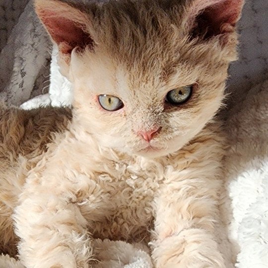 chaton Selkirk Rex Longhair cream Uliott Chatterie Ochatmouton
