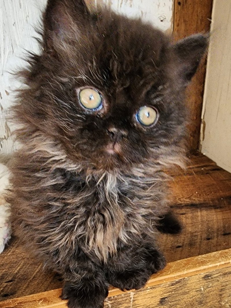 Urfée-Salomé Of Ochatmouton Femelle Selkirk Rex Longhair
