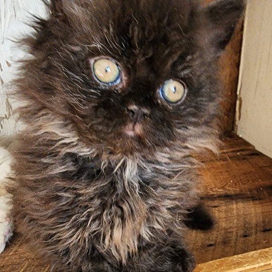 chaton Selkirk Rex Longhair black Urfée-Salomé Chatterie Ochatmouton