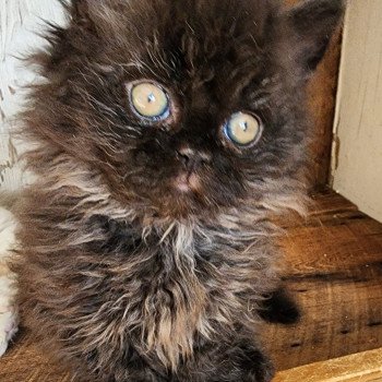 chaton Selkirk Rex Longhair black Urfée-Salomé Chatterie Ochatmouton chaton Selkirk Rex Longhair black Urfée-Salomé Chatterie Ochatmouton