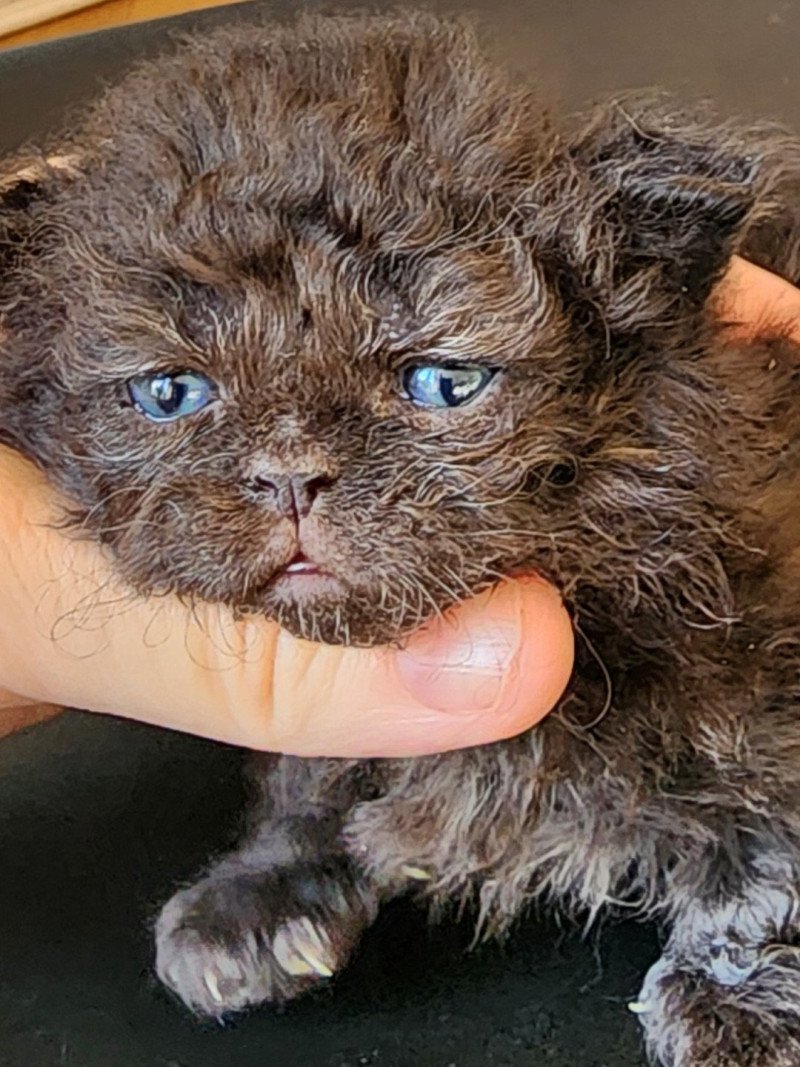 Urfée-Salomé Of Ochatmouton Femelle Selkirk Rex Longhair