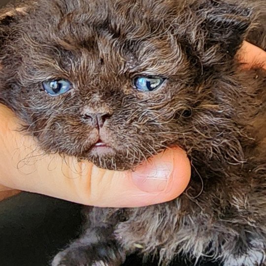 chaton Selkirk Rex Longhair black Chatterie Ochatmouton