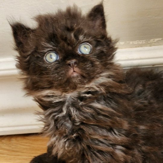 chaton Selkirk Rex Longhair black Urfée Chatterie Ochatmouton