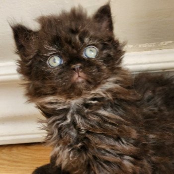 chaton Selkirk Rex Longhair black Urfée Chatterie Ochatmouton chaton Selkirk Rex Longhair black Urfée Chatterie Ochatmouton