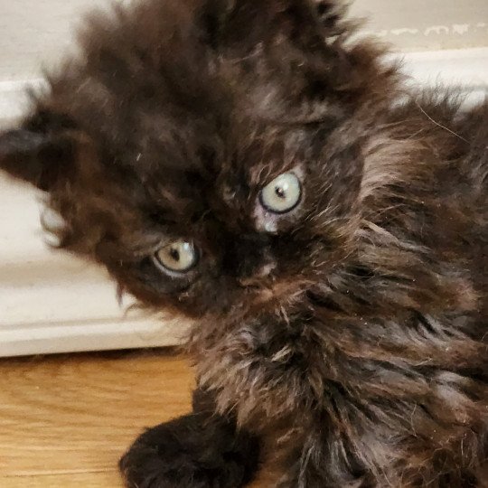 chaton Selkirk Rex Longhair black Urfée Chatterie Ochatmouton