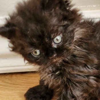 chaton Selkirk Rex Longhair black Urfée Chatterie Ochatmouton chaton Selkirk Rex Longhair black Urfée Chatterie Ochatmouton