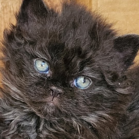 chaton Selkirk Rex Longhair black Urfée Chatterie Ochatmouton