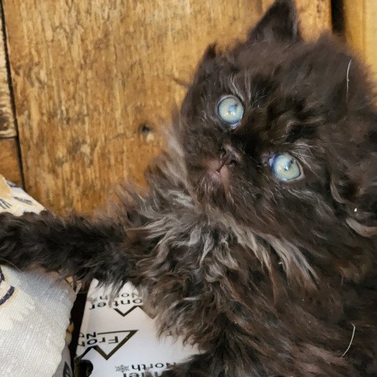 chaton Selkirk Rex Longhair black Urfée Chatterie Ochatmouton