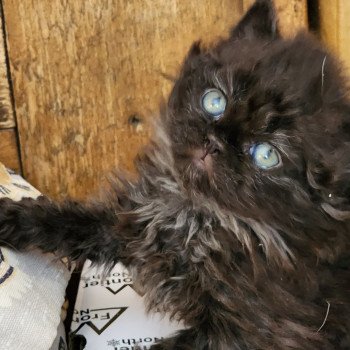 chaton Selkirk Rex Longhair black Urfée Chatterie Ochatmouton chaton Selkirk Rex Longhair black Urfée Chatterie Ochatmouton