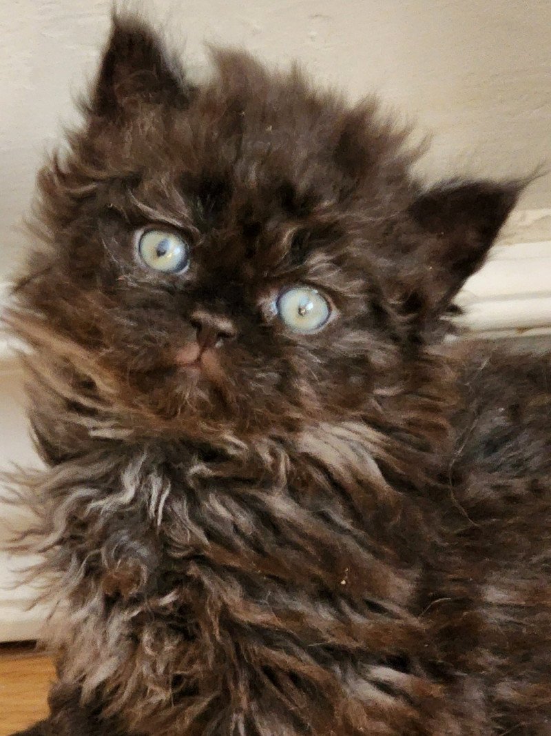 Urfée-Salomé Of Ochatmouton Femelle Selkirk Rex Longhair