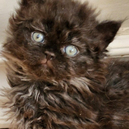 Urfée-Salomé Of Ochatmouton Femelle Selkirk Rex Longhair