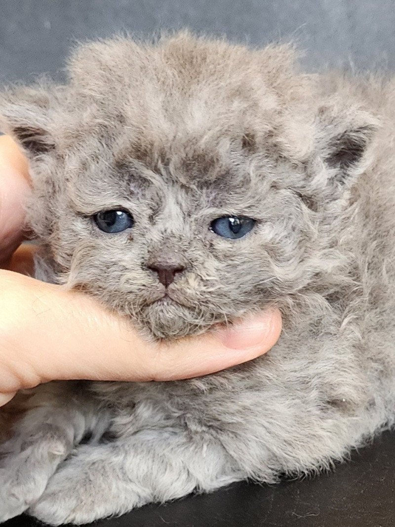 Udine-Bakka Of Ochatmouton Femelle Selkirk Rex Longhair