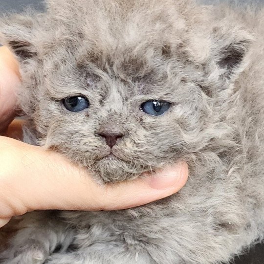Udine-Bakka Of Ochatmouton Femelle Selkirk Rex Longhair