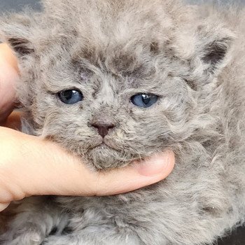 chaton Selkirk Rex Longhair blue Chatterie Ochatmouton chaton Selkirk Rex Longhair blue Chatterie Ochatmouton