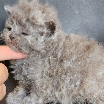 chaton Selkirk Rex Longhair blue Chatterie Ochatmouton chaton Selkirk Rex Longhair blue Chatterie Ochatmouton