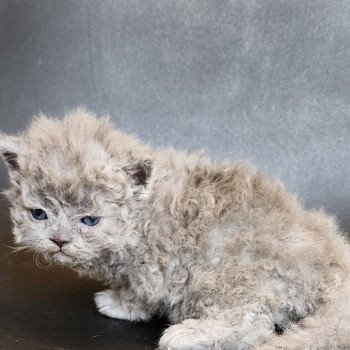 chaton Selkirk Rex Longhair blue Chatterie Ochatmouton chaton Selkirk Rex Longhair blue Chatterie Ochatmouton