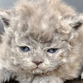 chaton Selkirk Rex Longhair blue Chatterie Ochatmouton chaton Selkirk Rex Longhair blue Chatterie Ochatmouton