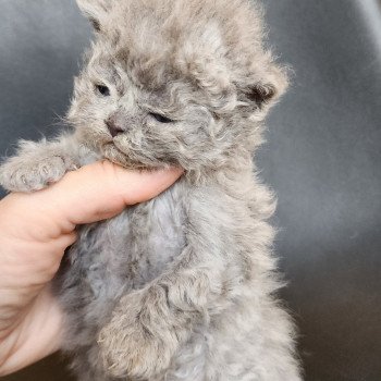 chaton Selkirk Rex Longhair blue Chatterie Ochatmouton chaton Selkirk Rex Longhair blue Chatterie Ochatmouton