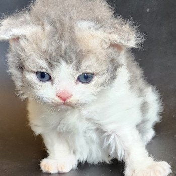 chaton Selkirk Rex Longhair blue tortie & blanc Chatterie Ochatmouton chaton Selkirk Rex Longhair blue tortie & blanc Chatterie Ochatmouton