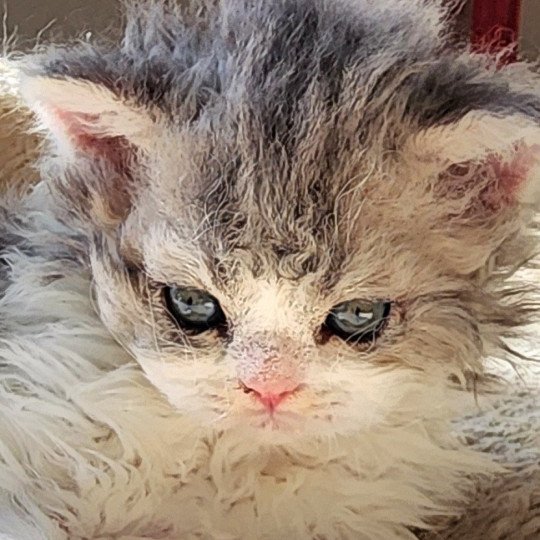 chaton Selkirk Rex Longhair blue tortie & blanc Uby Chatterie Ochatmouton