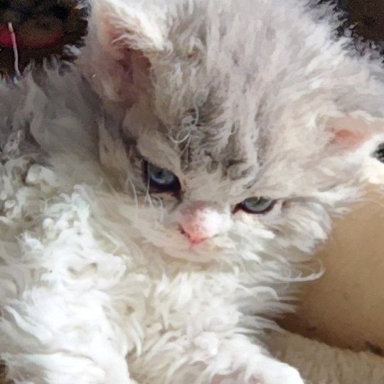 chaton Selkirk Rex Longhair blue tortie & blanc Uby Chatterie Ochatmouton