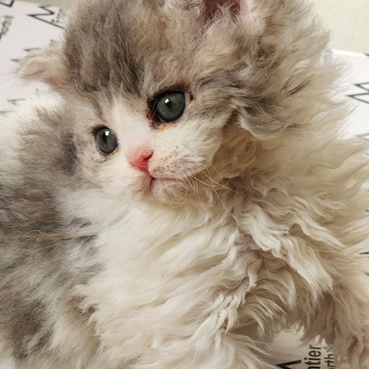 chaton Selkirk Rex Longhair blue tortie & blanc Uby Chatterie Ochatmouton