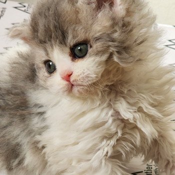 chaton Selkirk Rex Longhair blue tortie & blanc Uby Chatterie Ochatmouton chaton Selkirk Rex Longhair blue tortie & blanc Uby Chatterie Ochatmouton