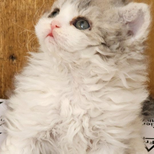 chaton Selkirk Rex Longhair blue tortie & blanc Uby Chatterie Ochatmouton