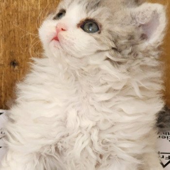chaton Selkirk Rex Longhair blue tortie & blanc Uby Chatterie Ochatmouton chaton Selkirk Rex Longhair blue tortie & blanc Uby Chatterie Ochatmouton
