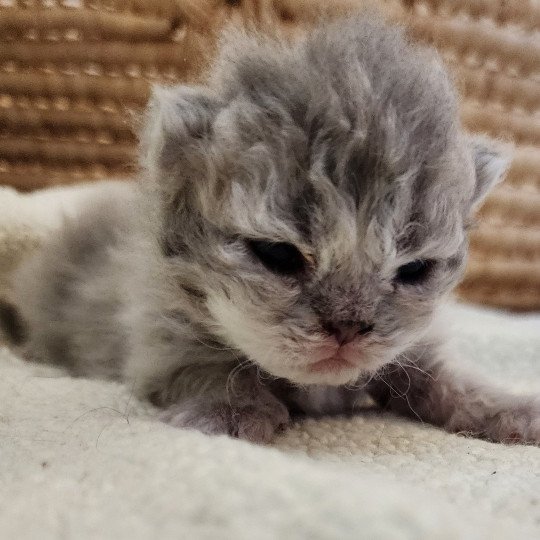 chaton Selkirk Rex Longhair blue Chatterie Ochatmouton